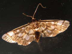 Nacoleia sibirialis