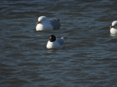 Ichthyaetus melanocephalus