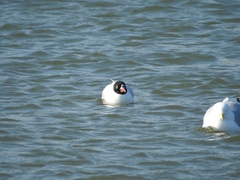 Ichthyaetus melanocephalus