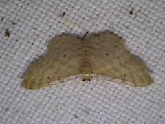 Idaea humiliata