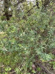 Phyllanthus calycinus