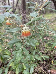 Diplolaena dampieri