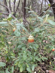 Diplolaena dampieri