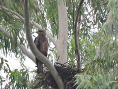 Milvus migrans