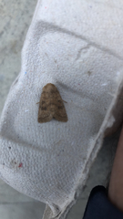 Hoplodrina octogenaria