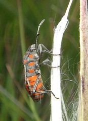 Spilostethus lemniscatus