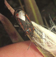 Spilostethus lemniscatus