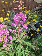 Chamaenerion angustifolium