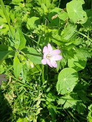 Epilobium montanum