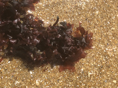 Chondrus