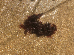 Chondrus