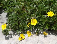 Potentilla crantzii