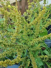 Rumex obtusifolius