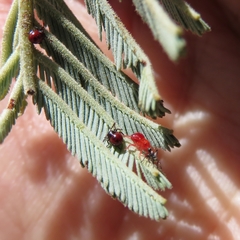 Oechalia schellenbergii