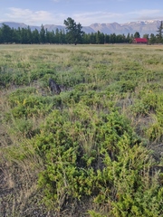 Juniperus sabina