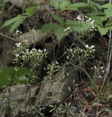 Draba ramosissima