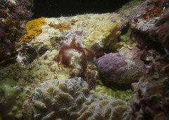 Achaeus japonicus