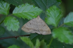 Zanclognatha lunalis