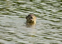 Lutrogale perspicillata