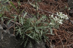 Draba ramosissima