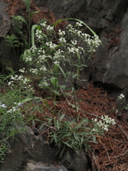 Draba ramosissima