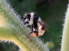 Bombus sichelii
