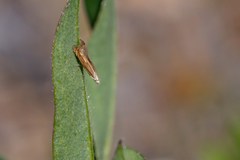 Isophrictis striatella