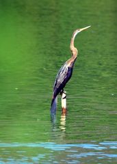 Anhinga melanogaster