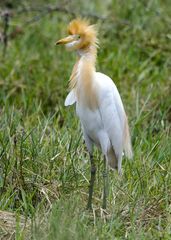 Bubulcus ibis