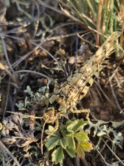 Angaracris barabensis