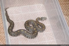 Montivipera raddei