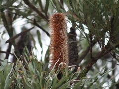Banksia attenuata