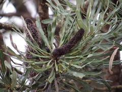 Banksia attenuata