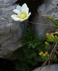 Anemonoides baldensis