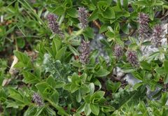 Salix breviserrata