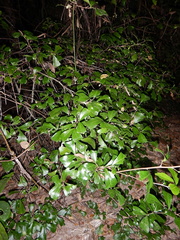 Cupaniopsis wadsworthii