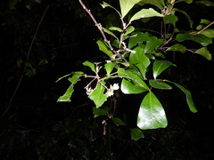 Cupaniopsis wadsworthii