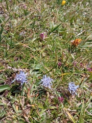 Jasione crispa