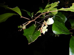 Cupaniopsis wadsworthii