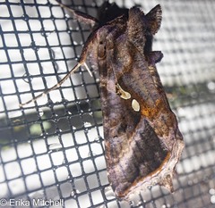 Autographa bimaculata