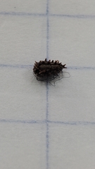 Lappula squarrosa