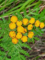 Tanacetum vulgare