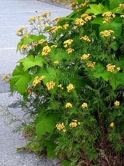 Tanacetum vulgare