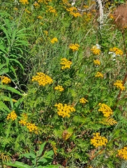 Tanacetum vulgare