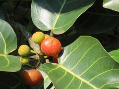 Ficus trichopoda