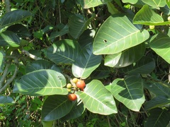 Ficus trichopoda