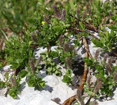 Salix breviserrata