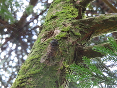 Tanna sozanensis