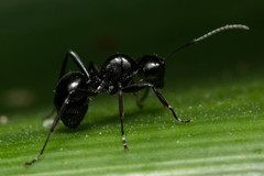 Polyrhachis pilosa