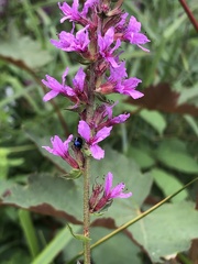 Alticina
